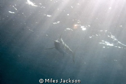 This monstrous 4m Sailfish passed by at some speed, unfor... by Miles Jackson 